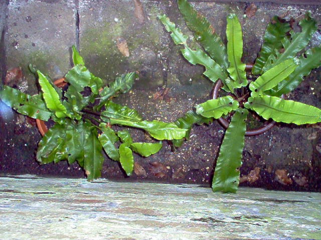 Ferns.JPG