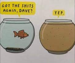 fish.jpg