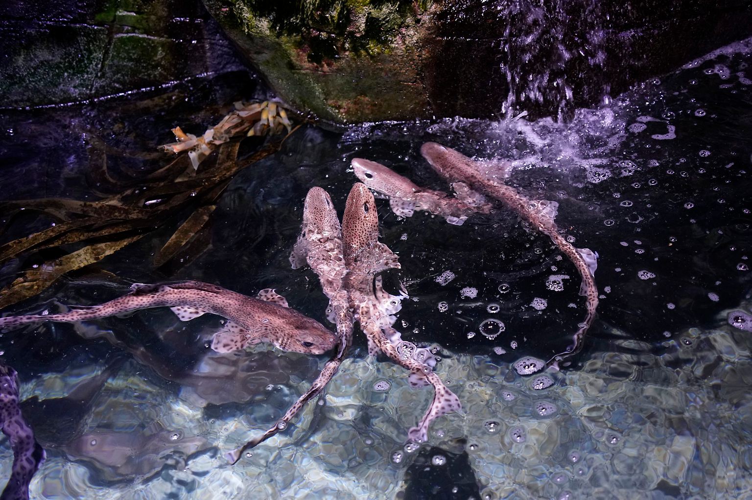 Fish2.jpg