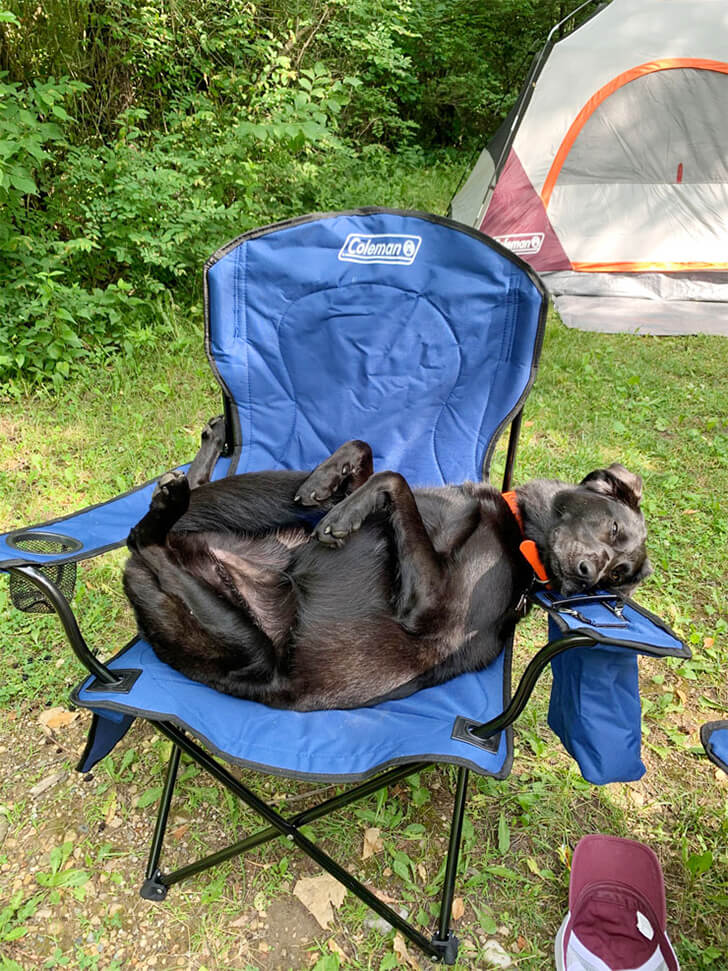 Four-Legged-Camper-Shows-Us-How-to-Chill-in-the-Wild-1.jpg