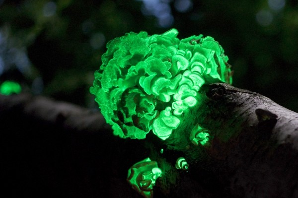 Foxfire Mushrooms.jpg