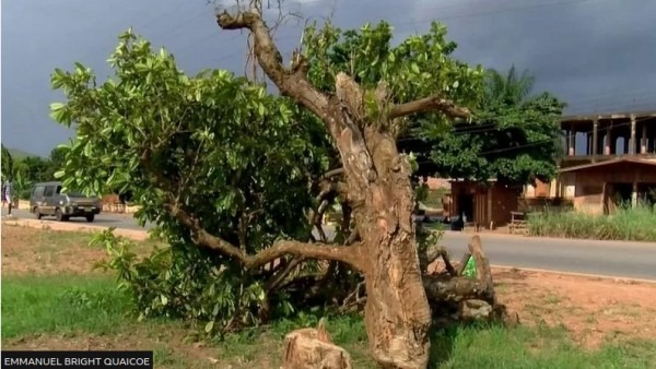 Ghanain 300-y-o tree felled.jpg