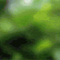Giraf.gif