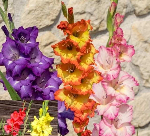 Gladioli.jpg