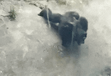 GorillaPushups.gif