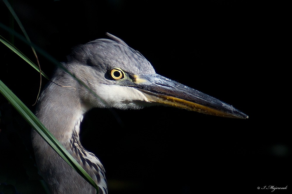 Graureiher_20120915_1.jpg