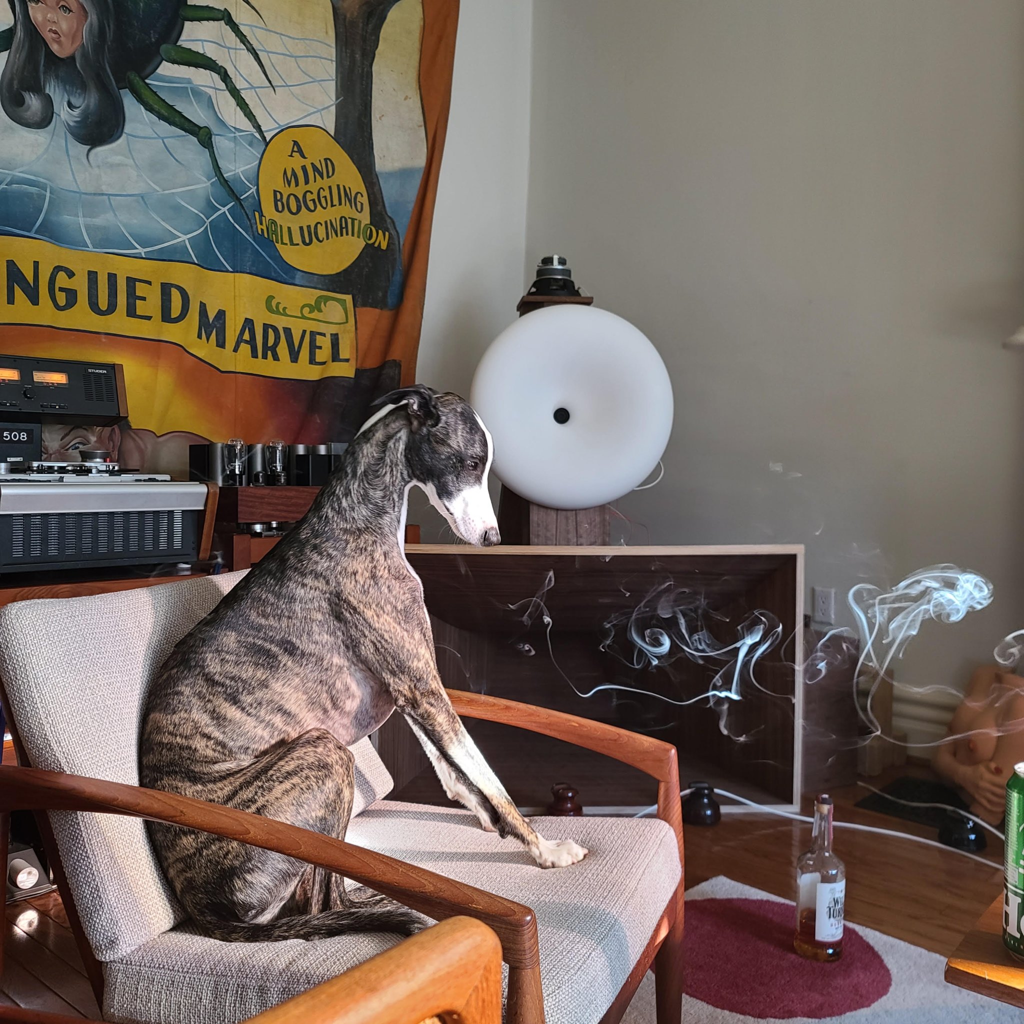 greyhound.jpg