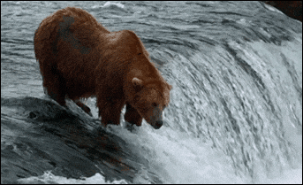 Grizzly.gif