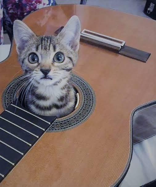 Guitar Cat.jpg