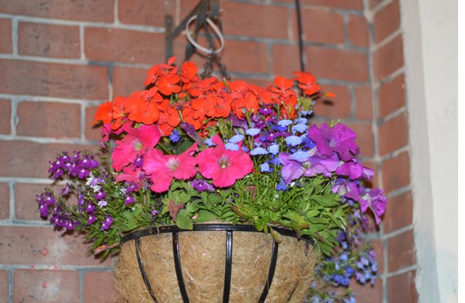 Hanging Basket s7.jpg