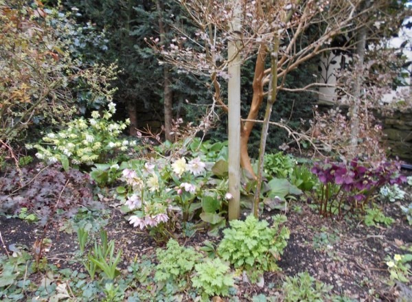 Hellebores at Big Sis'.JPG