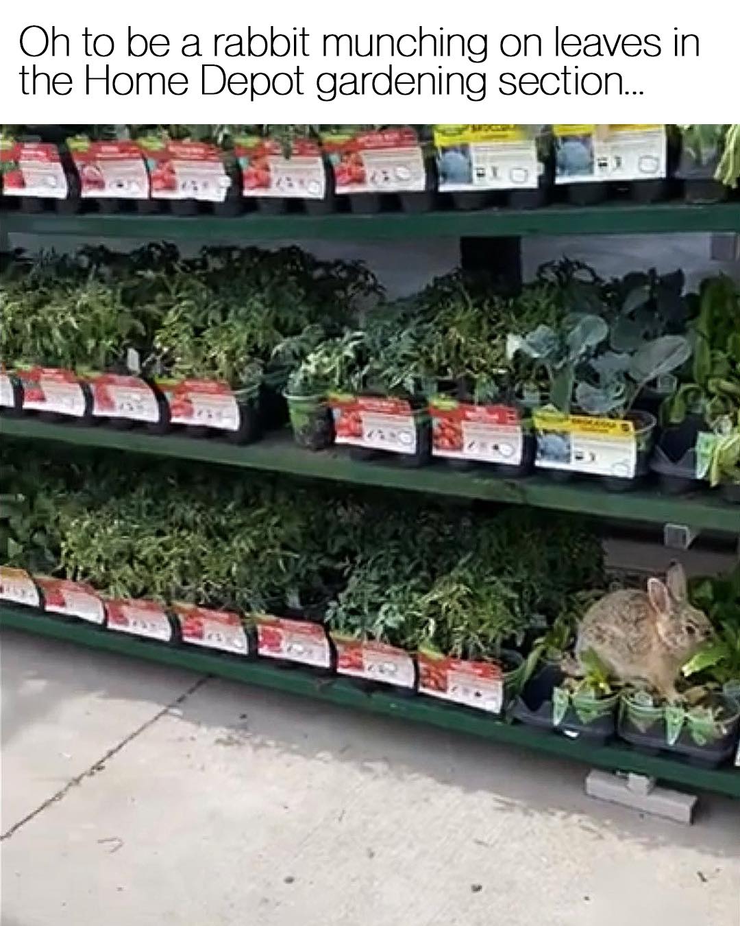 Home Depot Rabbit.jpg