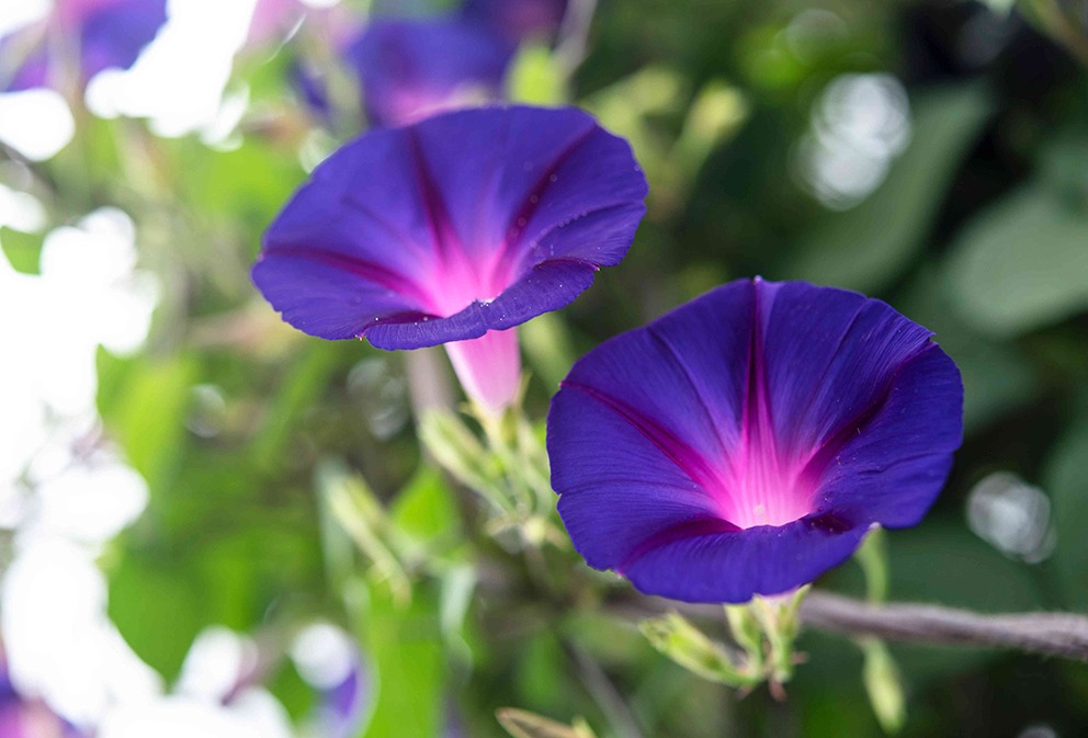 how-to-grow-morning-glories-4125567-01-4a87ac9a046945bf85c69b5fc85a4b2e.jpg