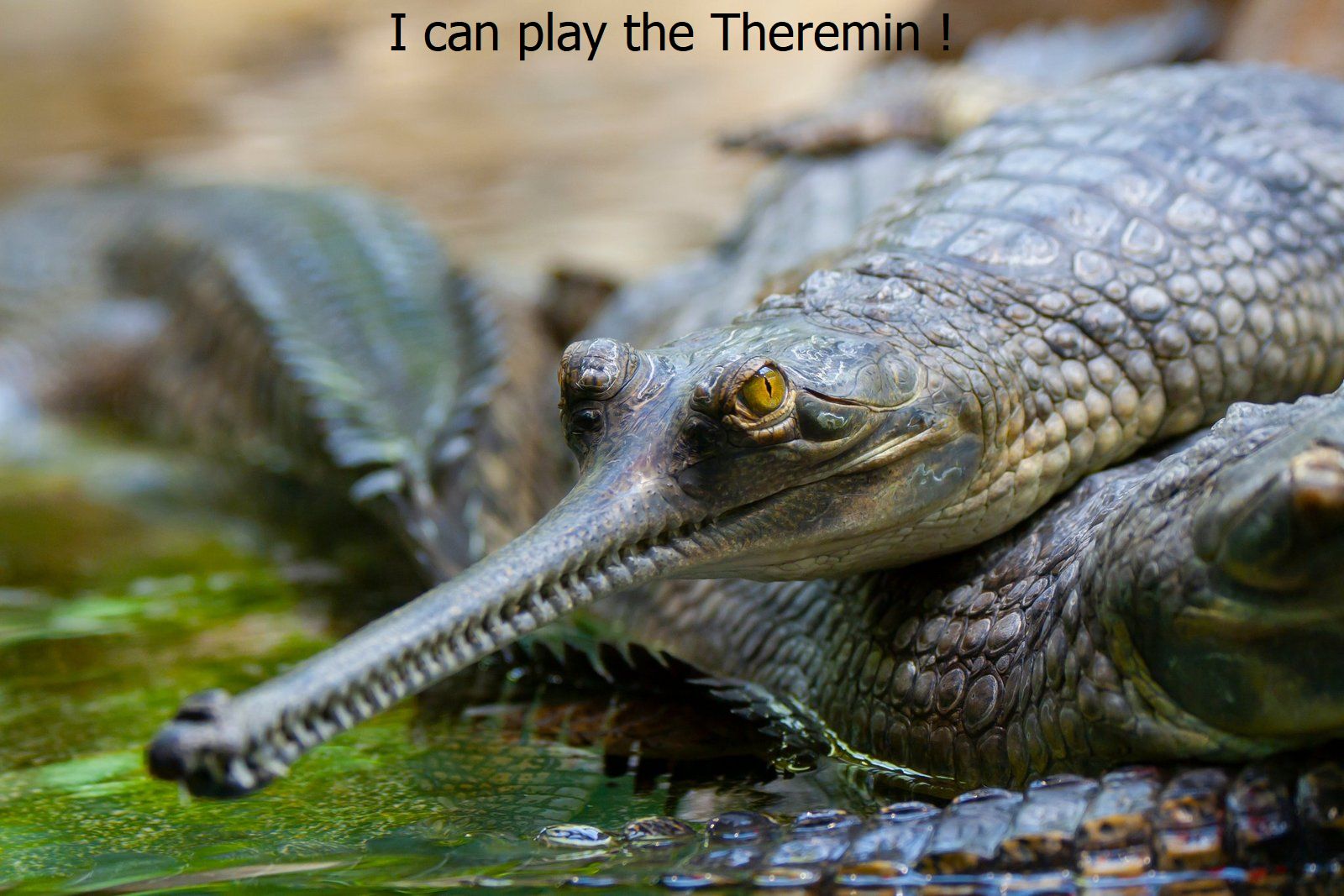 I can play the Theremin.jpg