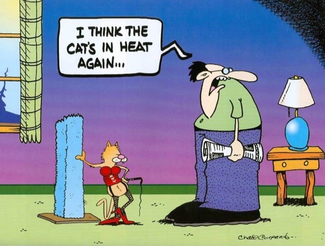 I-ThinkThatTheCatIsInHeatAgain.jpg