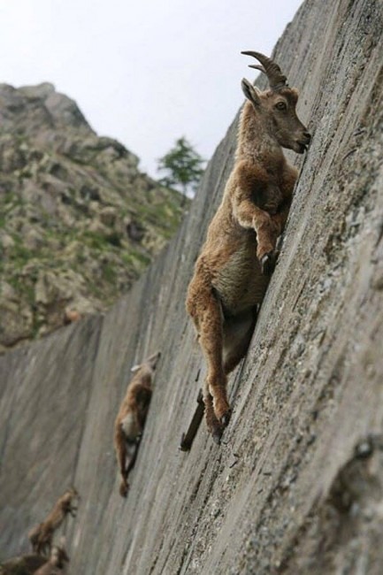 ibex2.jpg