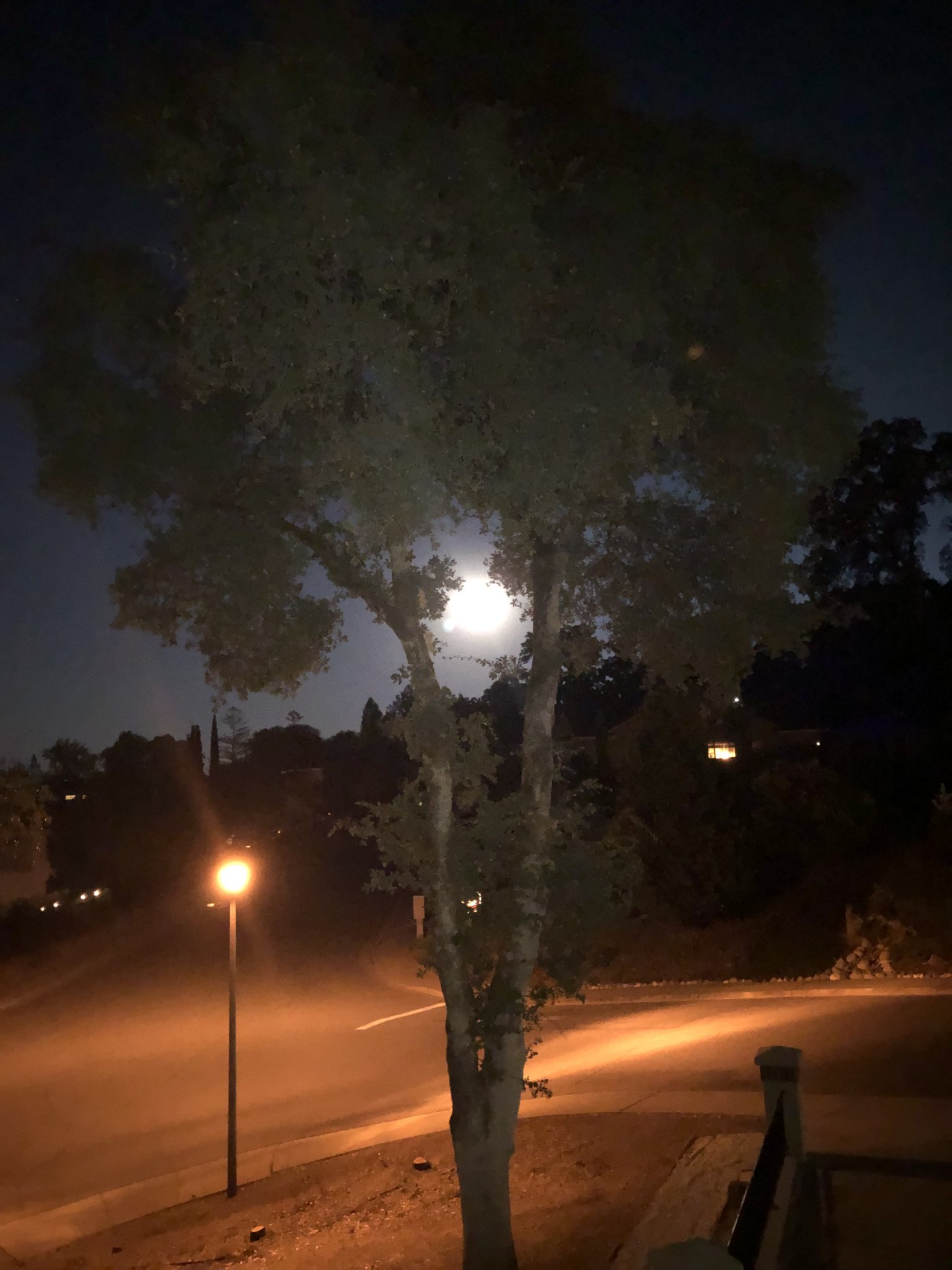 IMG_0100.jpeg