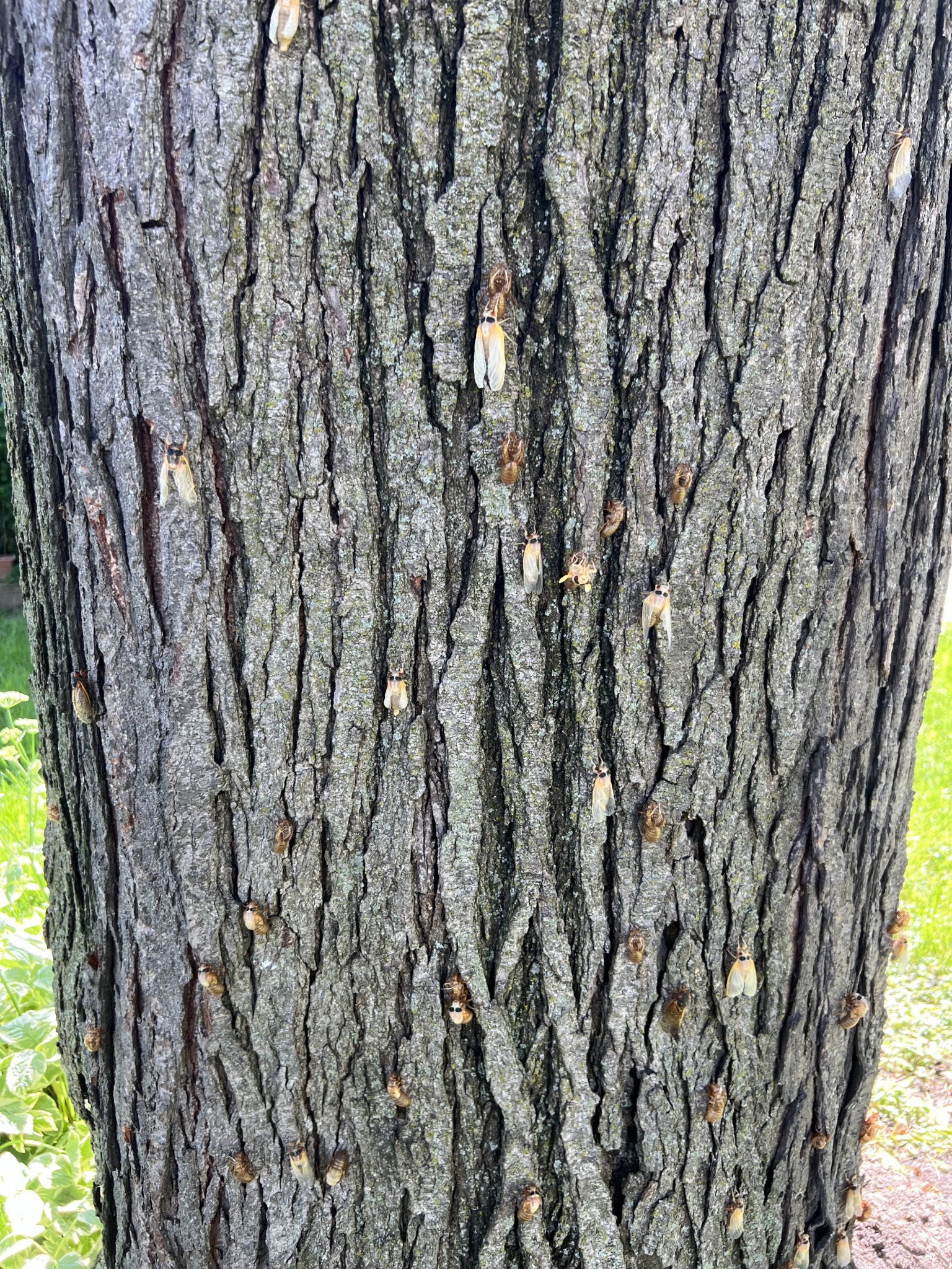 IMG_0106.jpeg
