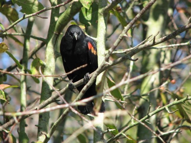 IMG_8311.jpg