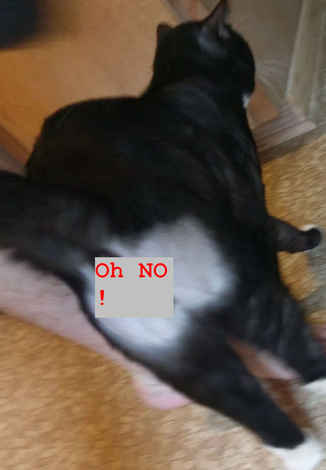 itcat.jpg