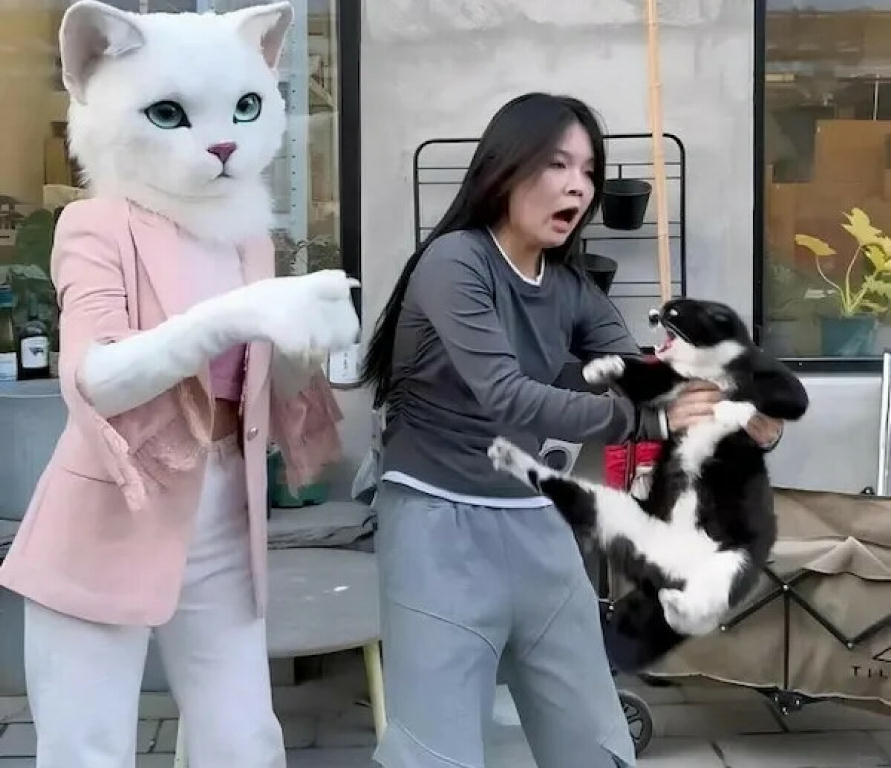 JapanAndCats.jpg