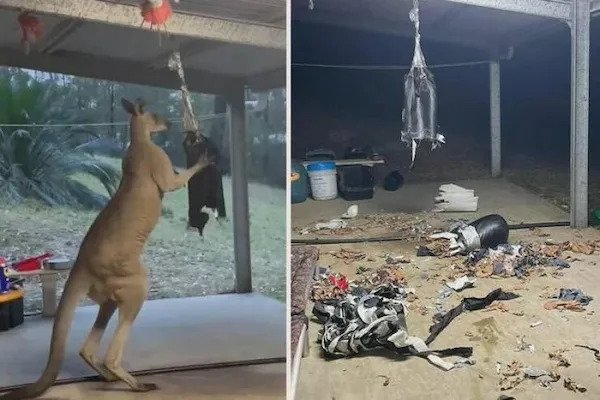 KangarooPunchingBagRestOfStory.jpg
