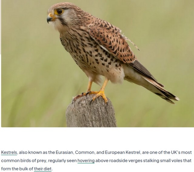Kestrel.jpg