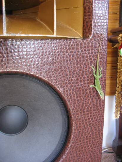 lizard-lizard.JPG
