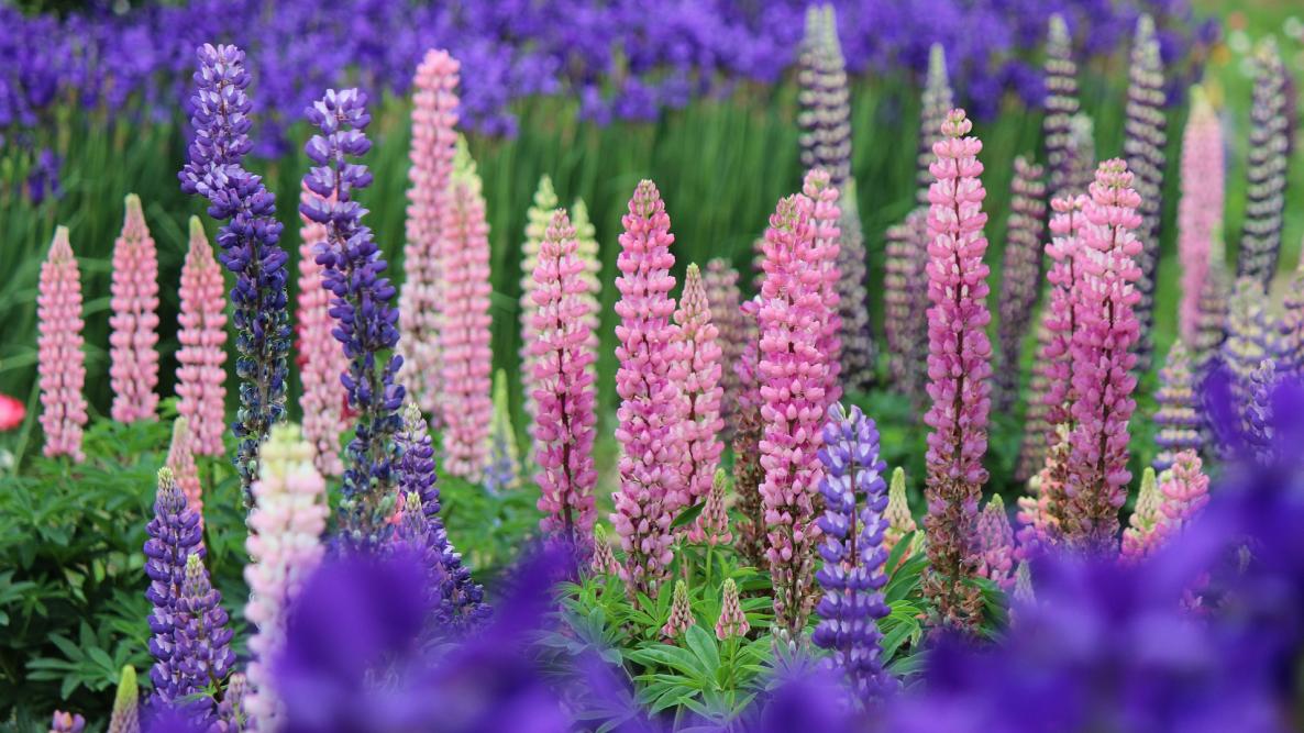 lupine-799002_1920.jpg