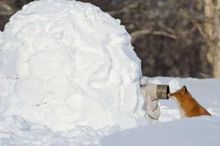 macintosh-hdusersrjacksondesktopsnow-fox-e1545-3.jpeg