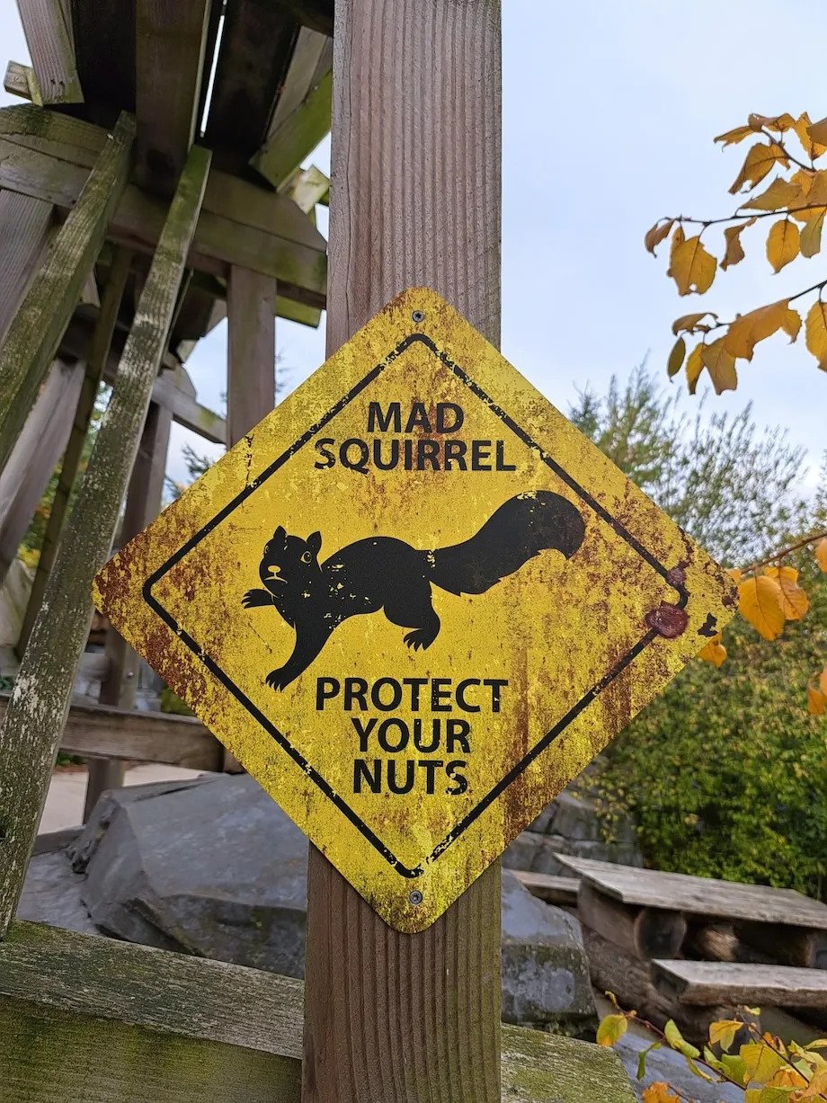 MadSquirrel.jpg