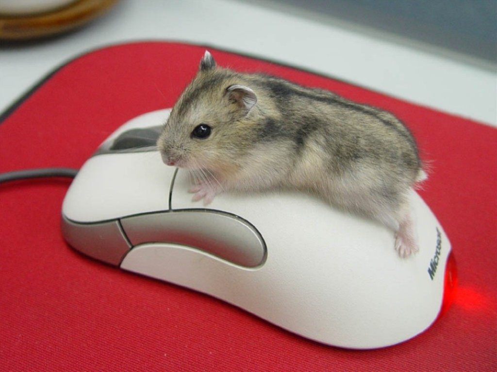 MICE.jpg