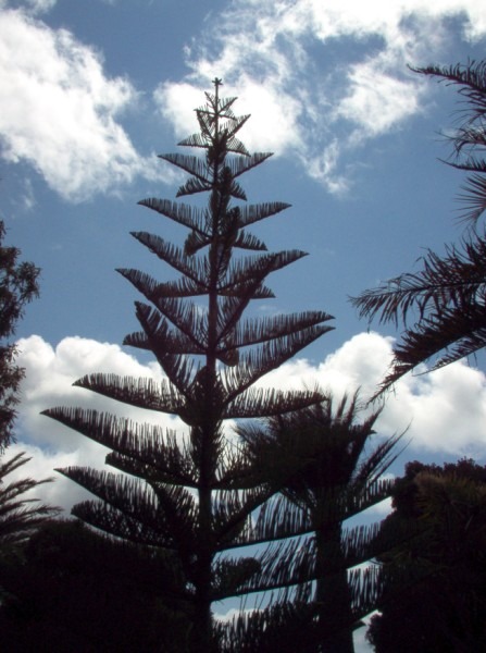 Monkey Puzzle Tree.jpg