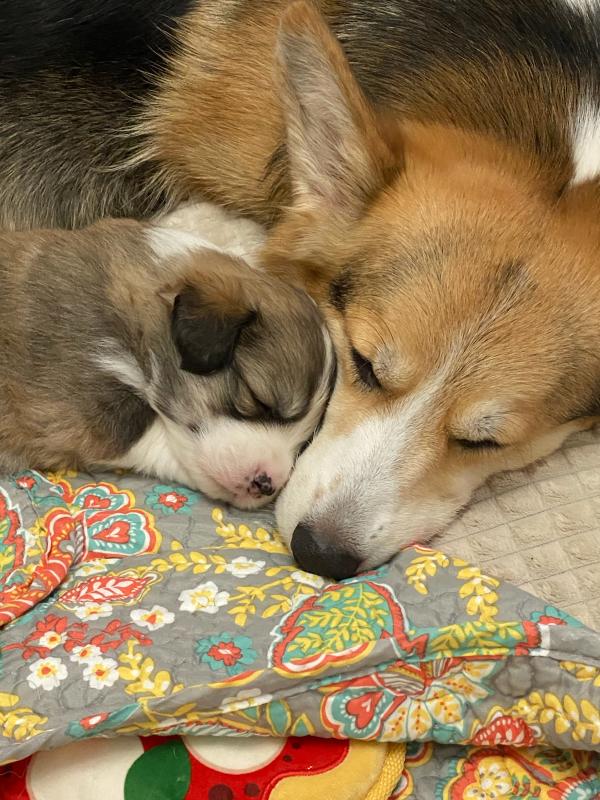 mother&pup.jpg