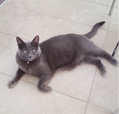 Mr_Cat2.jpg