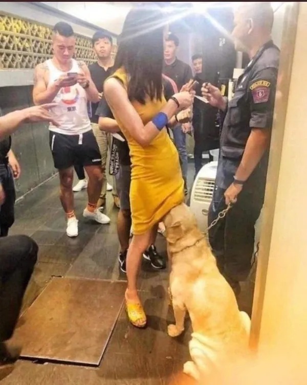 MyDogTellsMeYourAProstitute.jpg