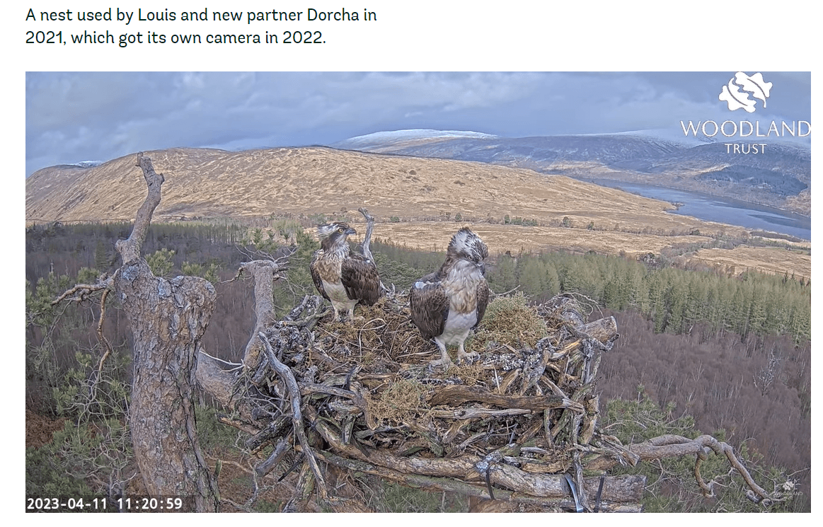 nest2 110423.png