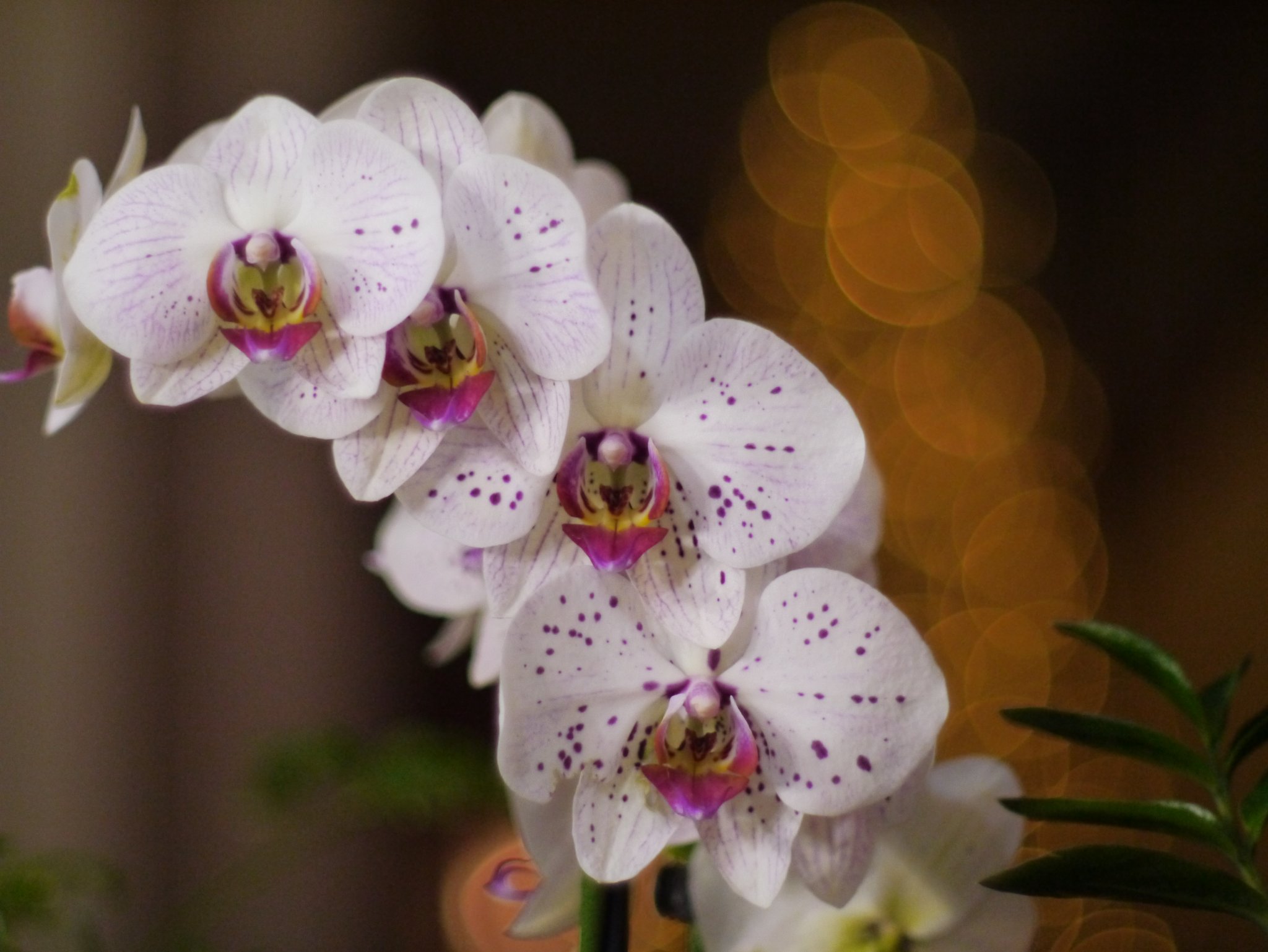 Nikkor-50.JPG