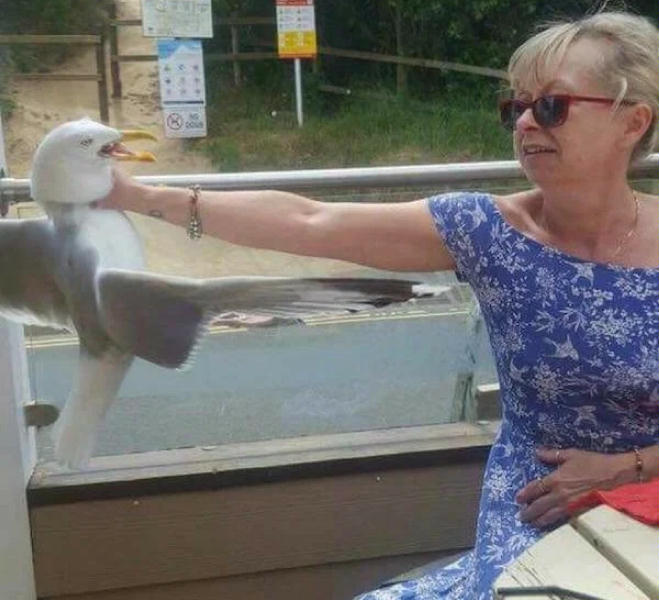 No!saegull.jpg