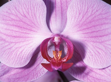 Orchid.jpg