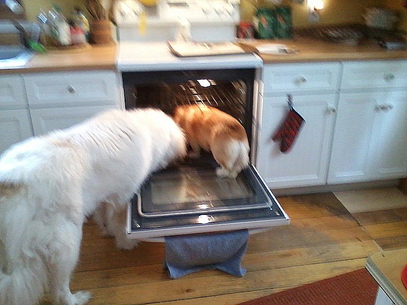 ovendogs.jpg