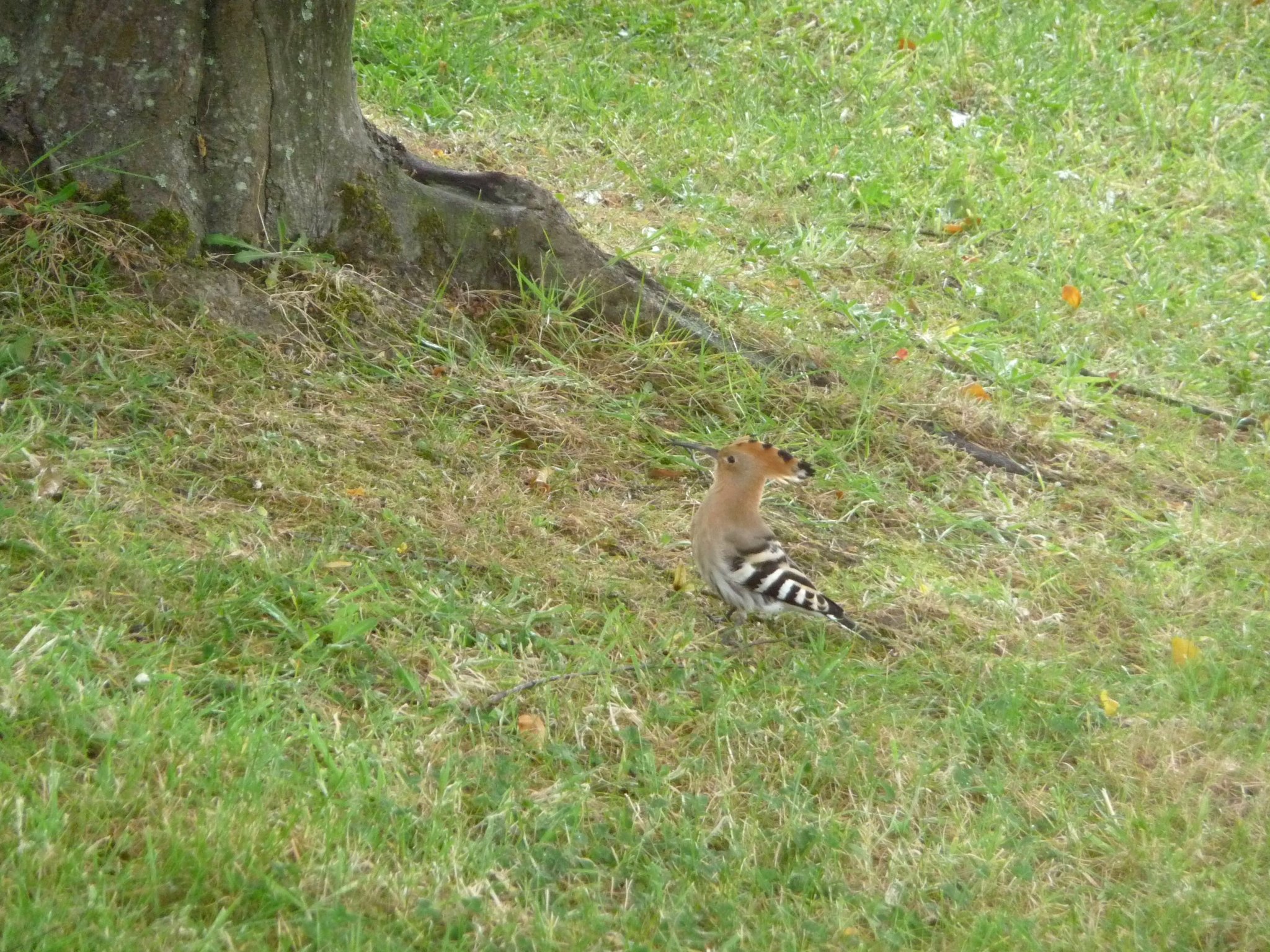 P1020570.jpg