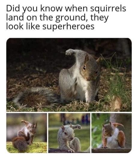 pf6h8re.jpeg