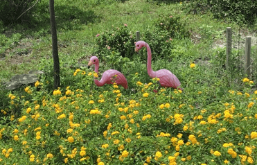 Pink Flamingoes 1.png