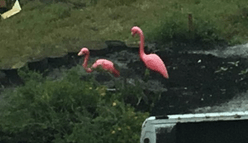 Pink Flamingoes 2.png