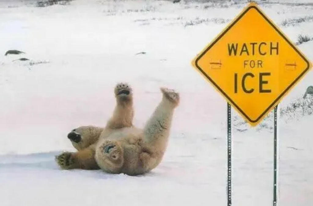 PolarBearFail.jpg