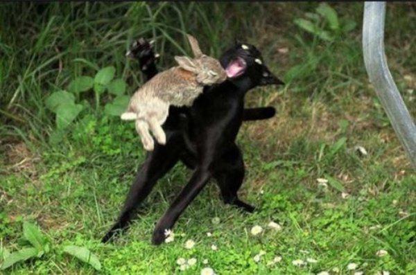 RabbitFromMontipython.jpg