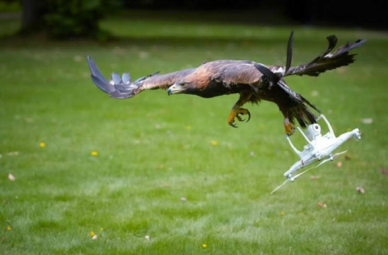RaptorCatchesA-Drone.jpg
