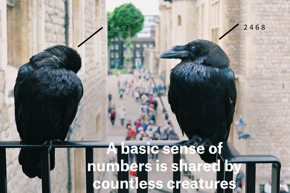 Ravens.jpg