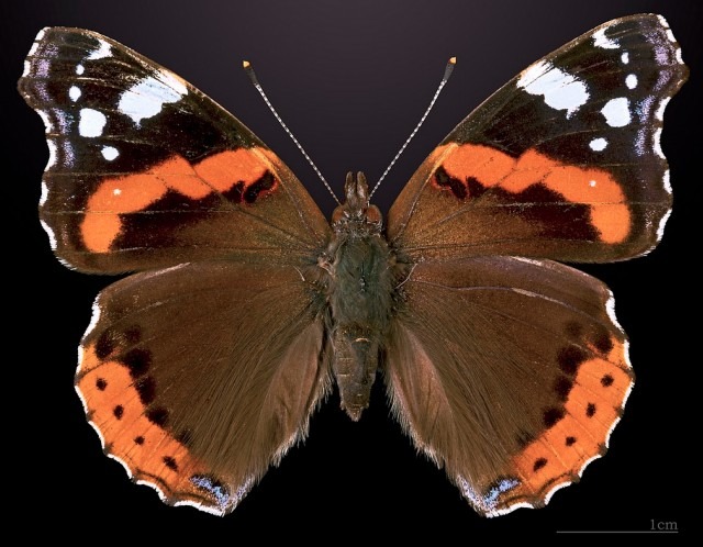 Red Adiral Butterfly.jpg
